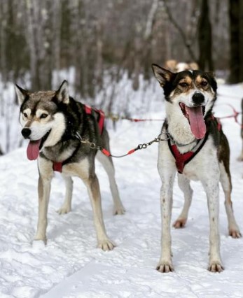 Ultimate Dog Sledding Experience | 65 Main St, Oxford, ME 04270, USA | Phone: (207) 890-4393