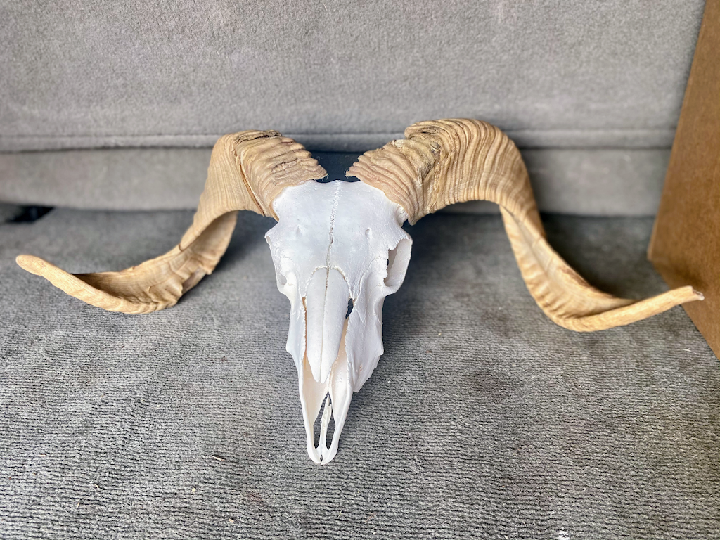 Black Mesa Outdoors- Euro Taxidermy Services | 1649 E Gable Ave, Mesa, AZ 85204 | Phone: (480) 510-9920