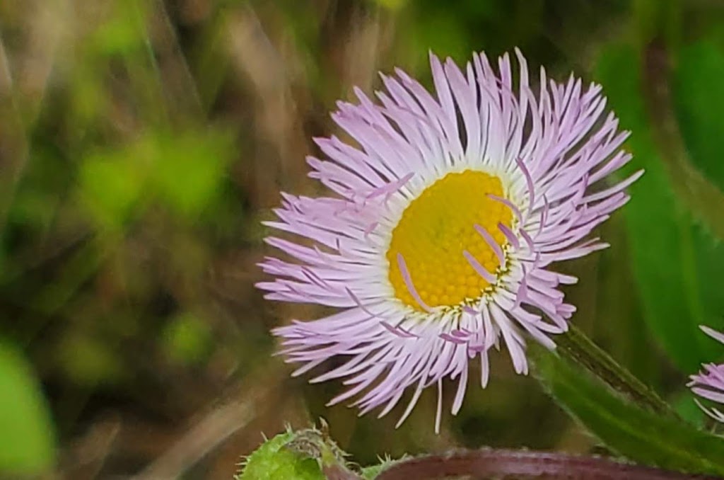 Rosemont Park Nature Reserve | 6388 Hamilton Middletown Rd, Middletown, OH 45044, USA | Phone: (513) 727-8953