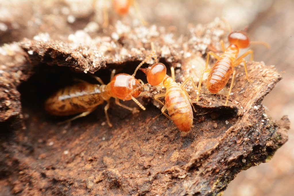 County Termite & Pest Control | 1872 Pleasantville Rd STE 172, Briarcliff Manor, NY 10510, USA | Phone: (914) 737-0474