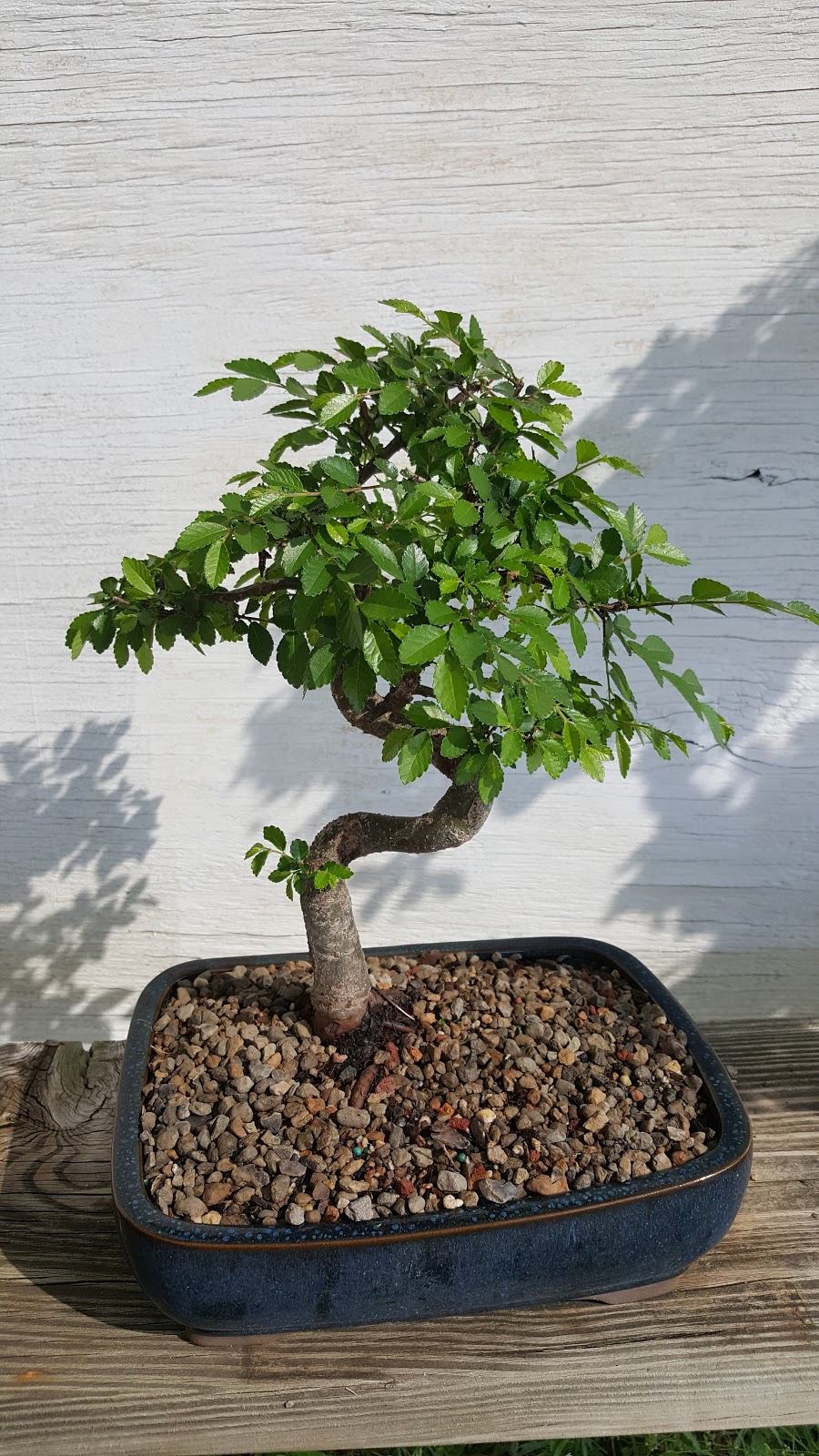 Bonsai Garden of Texas | 2392 State Hwy 71, Cedar Creek, TX 78612, USA | Phone: (512) 985-5585