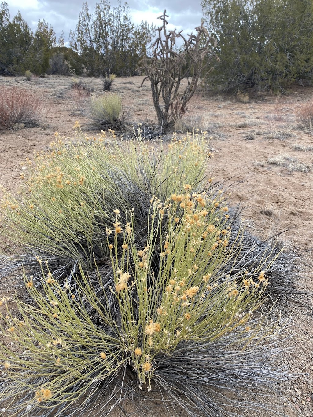 Ball Ranch ACEC - Bureau of Land Mangement | San Felipe Pueblo, NM 87001, USA | Phone: (505) 761-8911