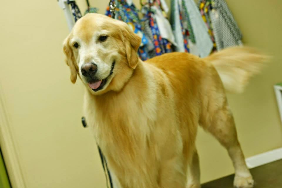 PawFect Grooming | 1456 Kennedy Blvd #2644, Aliquippa, PA 15001, USA | Phone: (724) 857-0554