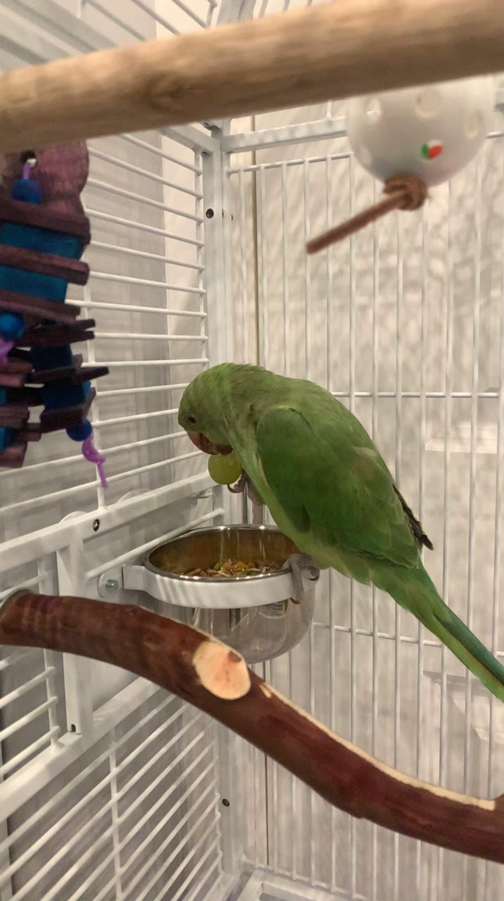 Canoga Discount Birds | 21731 Sherman Way, Canoga Park, CA 91303, USA | Phone: (818) 883-3007