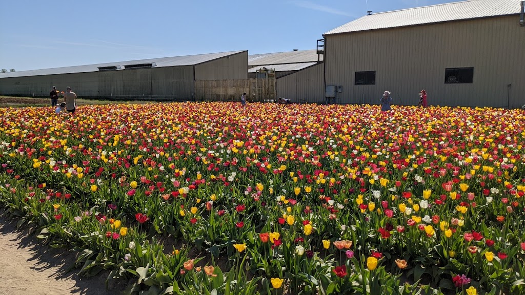 Holland America Flower Gardens | 1066 S Pekin Rd, Woodland, WA 98674, USA | Phone: (360) 225-4512