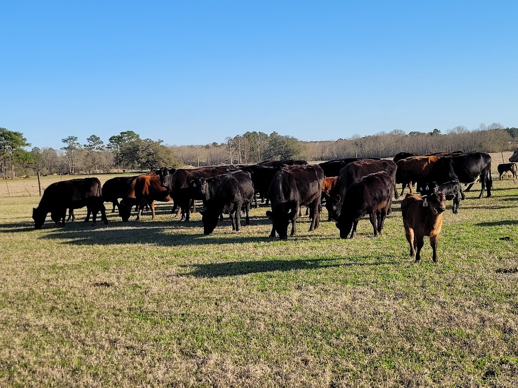 Little Creek Hay & Cattle Farm | 26403 Polo Rd, Folsom, LA 70437, USA | Phone: (985) 373-1942