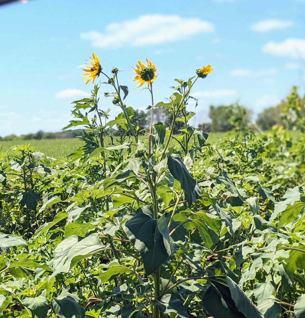 Cheney Wildlife Area | 21514 South Yoder Road, Pretty Prairie, KS 67570, USA | Phone: (620) 672-5911