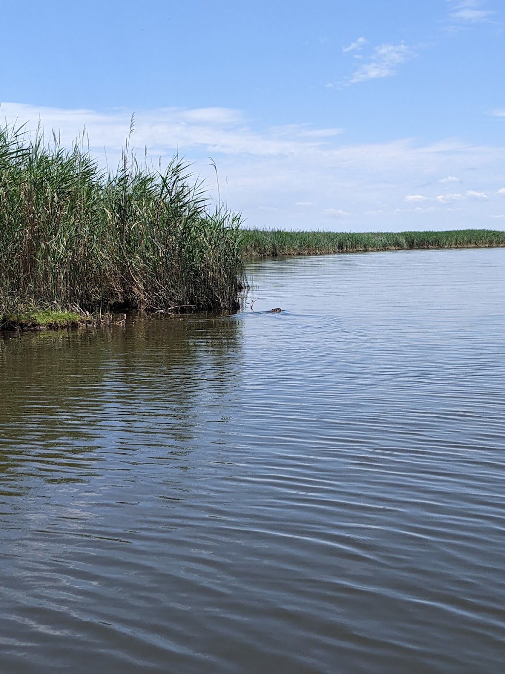 Princess Anne Wildlife Management Area Pocahontas Marsh Tract | Virginia Beach, VA 23457, USA | Phone: (757) 323-1581