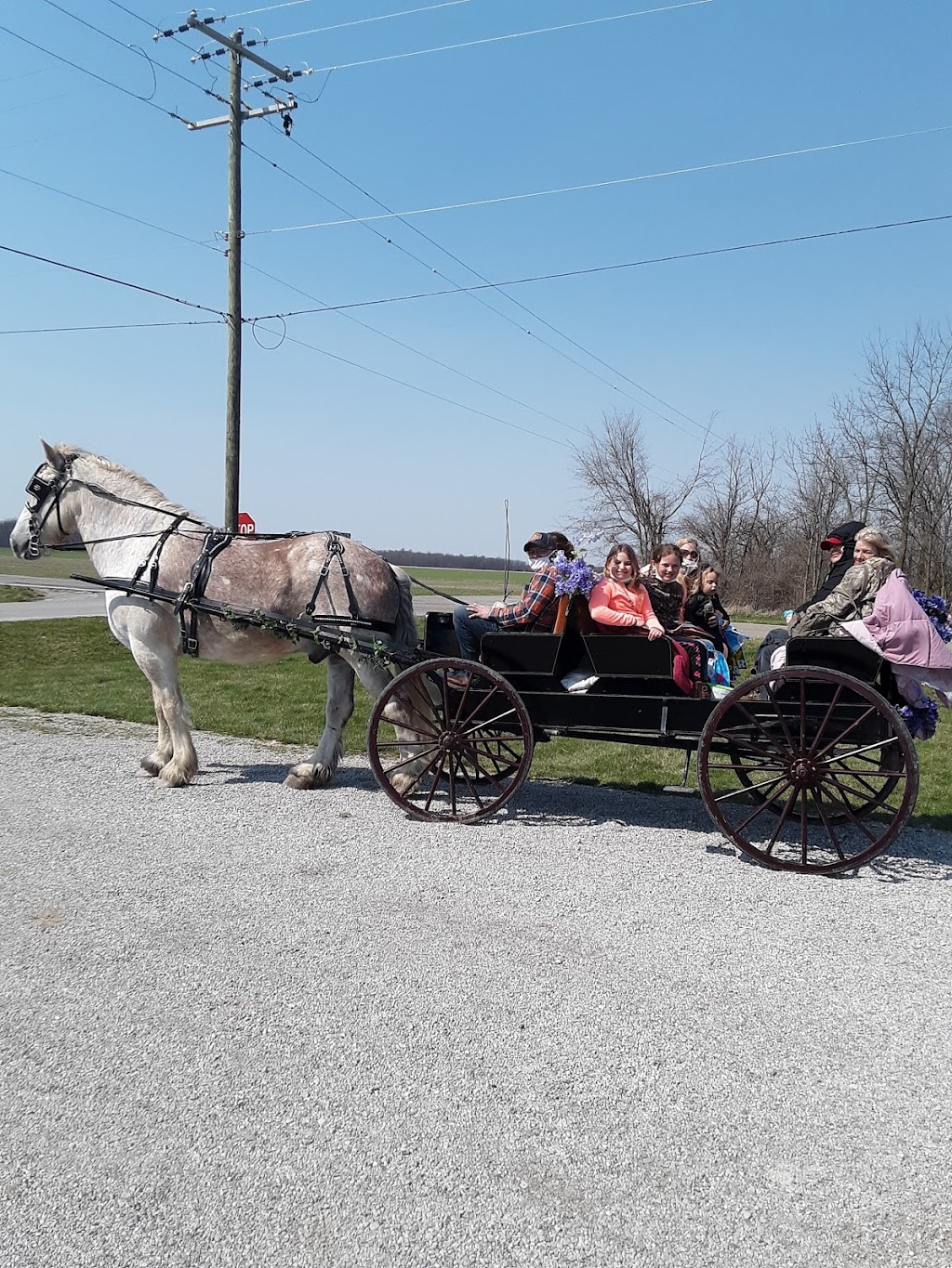 Lily Creek Farms | R208, Co Rd 16, Napoleon, OH 43545, USA | Phone: (419) 785-6763