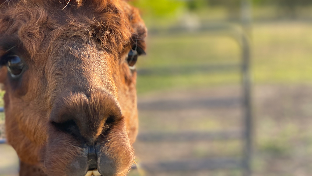 Gulf Breeze Alpaca & Sheep Ranch & Lodging | 200 County Road 6B (aka Lakeview Dr, Co Rd 6B, Lake City, TX 78368, USA | Phone: (361) 537-0503