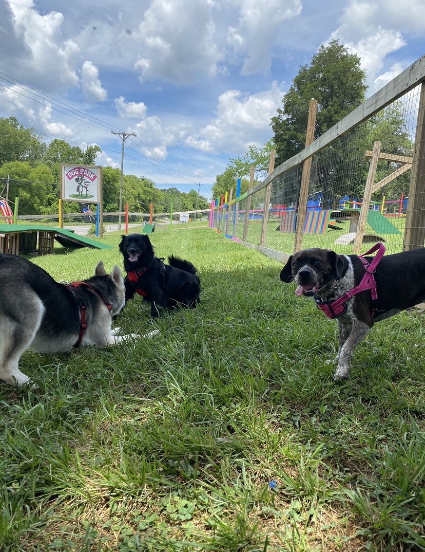 Blues Dog Park | 6304 Hills Chapel Rd, Nashville, TN 37211, USA | Phone: (615) 840-8981