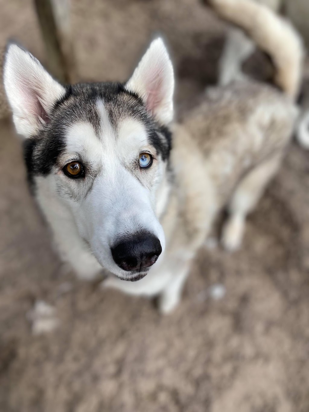 Homemade Hounds Bed & Biscuit | 34 Zibra St, Middleburg, FL 32068, USA | Phone: (904) 203-7314