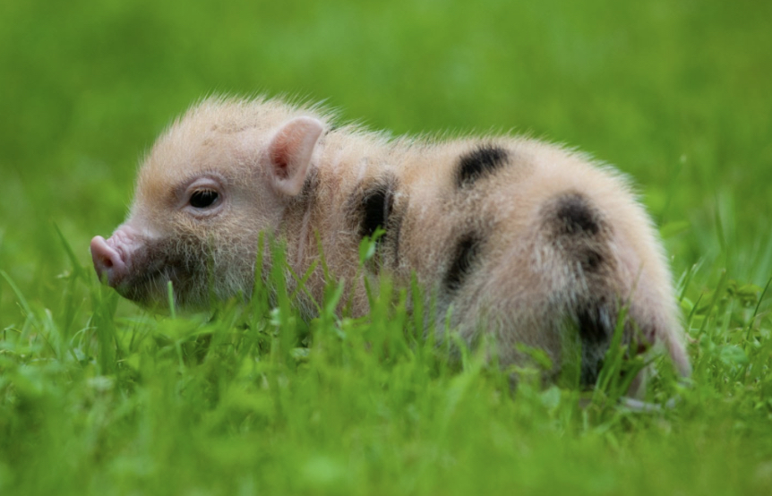 Teacup Pig |Micro Pigs | Teacup Pigs for Sale | 428 Emory Ln, Center Hill, FL 33514, USA | Phone: (352) 303-8371