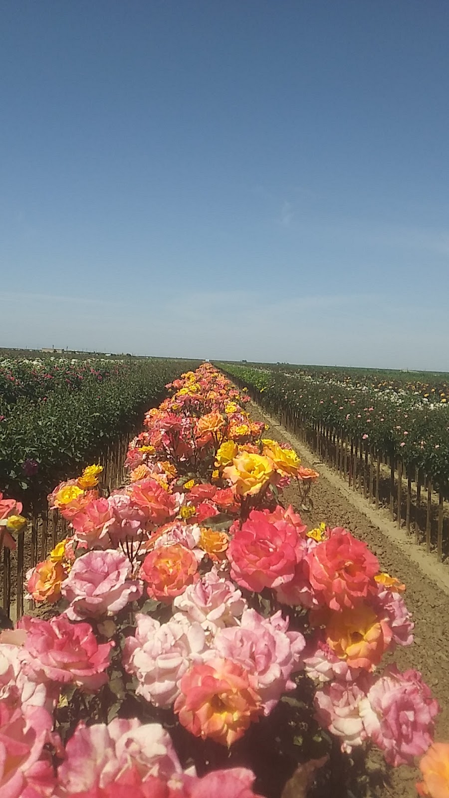 Weeks Roses | 30135 McCombs Rd, Wasco, CA 93280, USA | Phone: (661) 758-5821