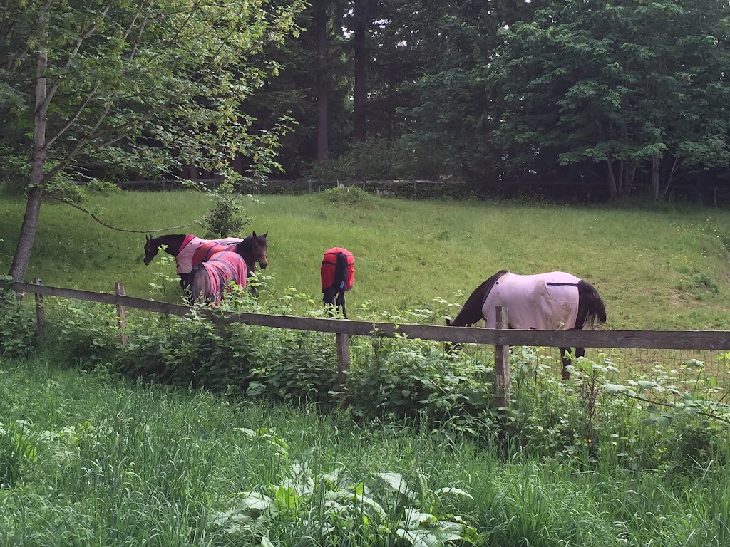 Timber Creek Stables | 19920 SE 210th St, Maple Valley, WA 98038 | Phone: (206) 200-2099