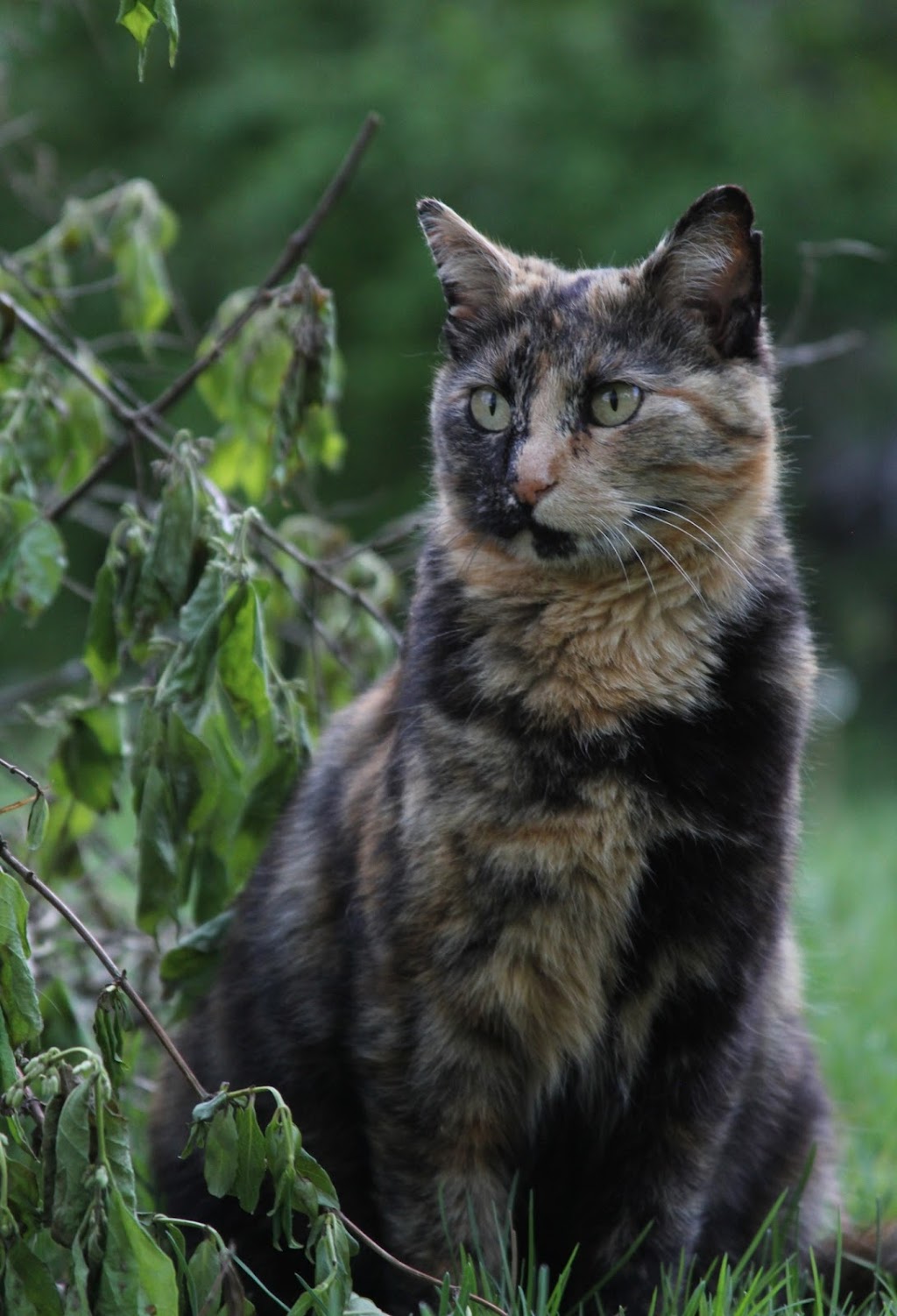 Bethel Community Pet Hospital | 680 W Plane St, Bethel, OH 45106, USA | Phone: (513) 734-7297