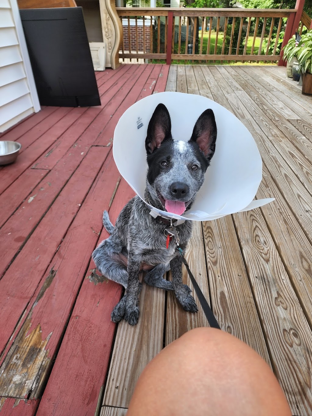 Windsor Pet Hospital | 11483 Windsor Blvd, Windsor, VA 23487, USA | Phone: (757) 242-9191