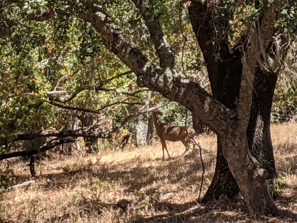 Coyote Lake Dam Parking Lot / Harvey Bear Trail Trailhead | Coyote Reservoir Rd, Gilroy, CA 95020 | Phone: (408) 842-7800