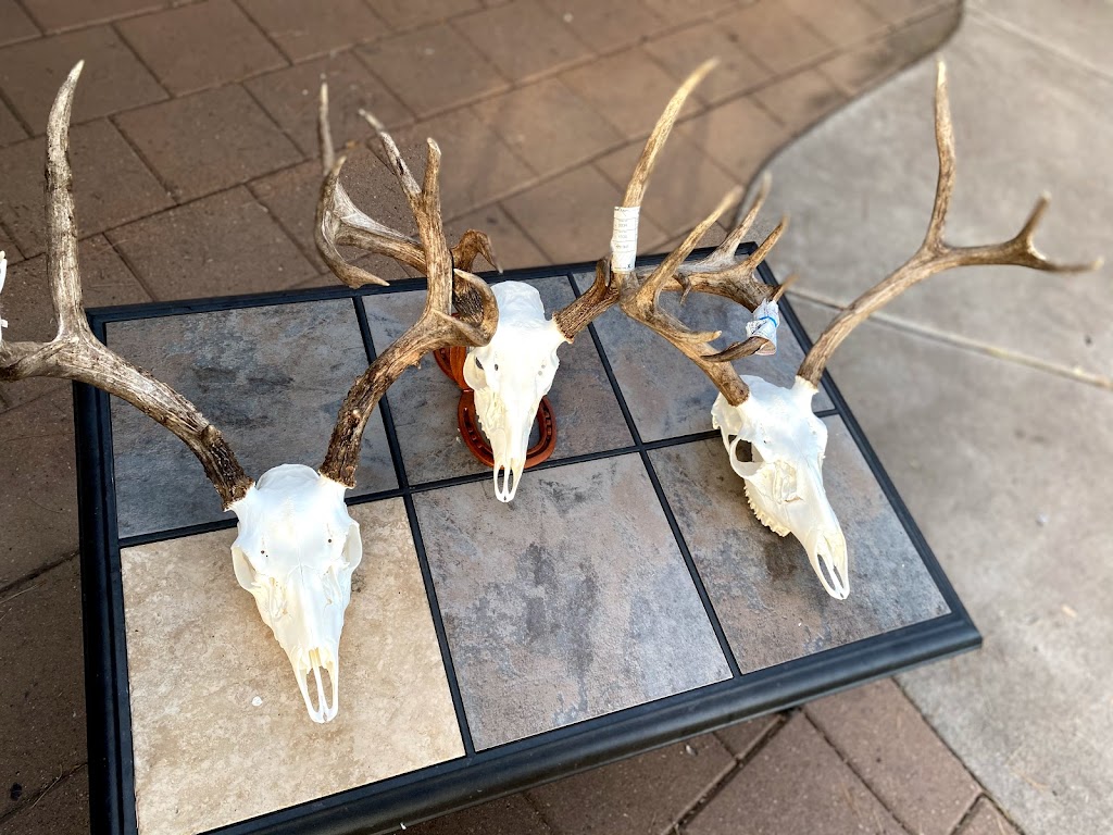 Black Mesa Outdoors- Euro Taxidermy Services | 1649 E Gable Ave, Mesa, AZ 85204 | Phone: (480) 510-9920