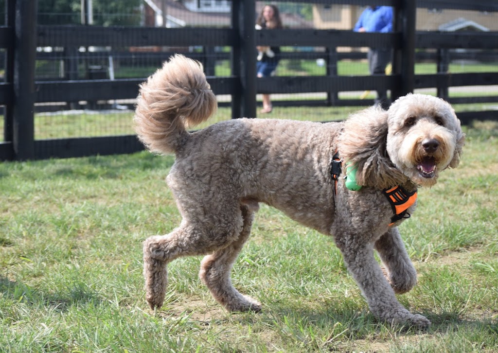 Canal Run Dog Park: Membership Required | 550 S Main St, Miamisburg, OH 45342, USA | Phone: (937) 866-8999