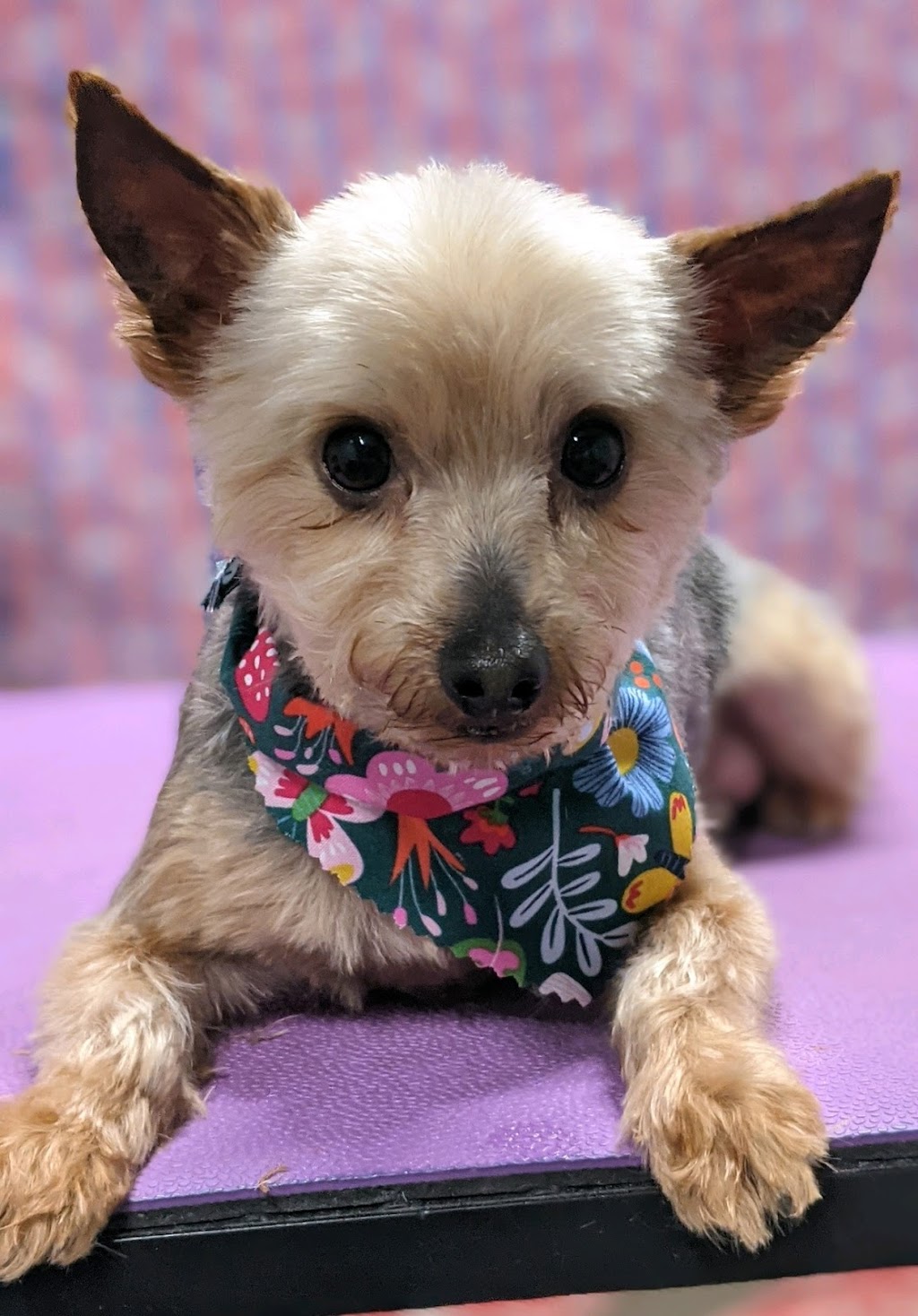 Ghent Hill Veterinary Clinic | 625 N Cleveland Massillon Rd, Akron, OH 44333, USA | Phone: (330) 665-1400