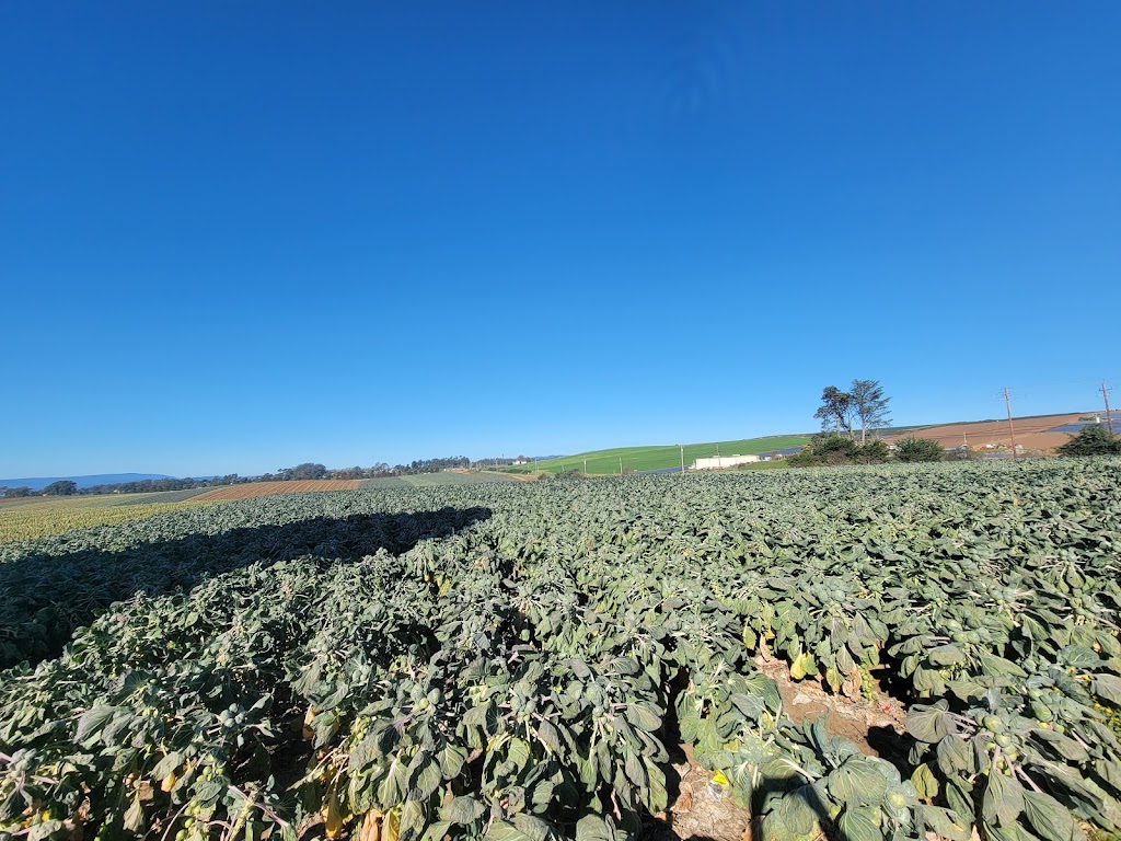 Monterey Bay Farms Organic Strawberry Stand | 596 San Andreas Rd, Watsonville, CA 95076 | Phone: (831) 713-7230