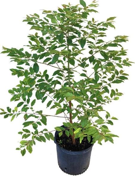 Everglades Farm | 19775 SW 296th St, Homestead, FL 33030, United States | Phone: (305) 224-6884