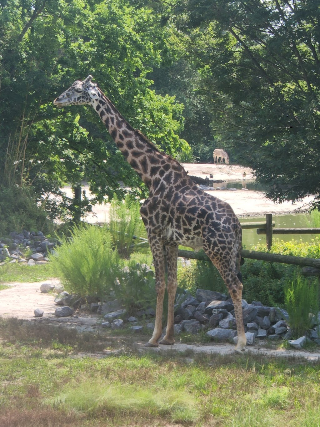 Virginia Zoo | 3500 Granby St, Norfolk, VA 23504, USA | Phone: (757) 441-2374