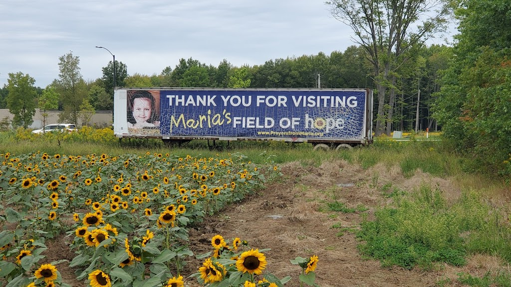 Prayers From Maria Sunflower Field in Avon | Jaycox Rd, Avon, OH 44011 | Phone: (216) 727-3511