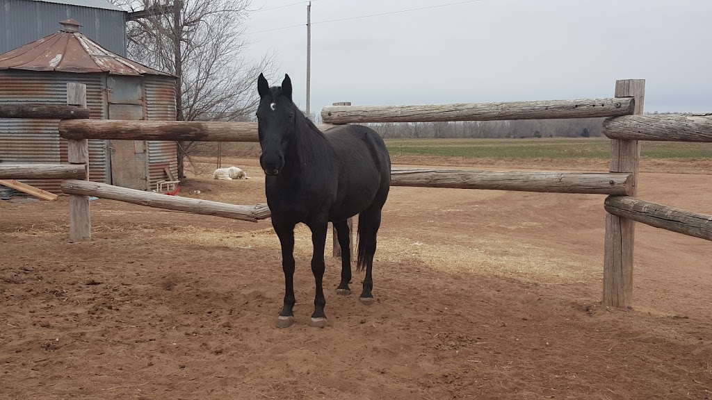 Storm Creek Horse Co. Farm & Rescue | 10518 W Boundary Rd, Pretty Prairie, KS 67570, USA | Phone: (316) 303-2497