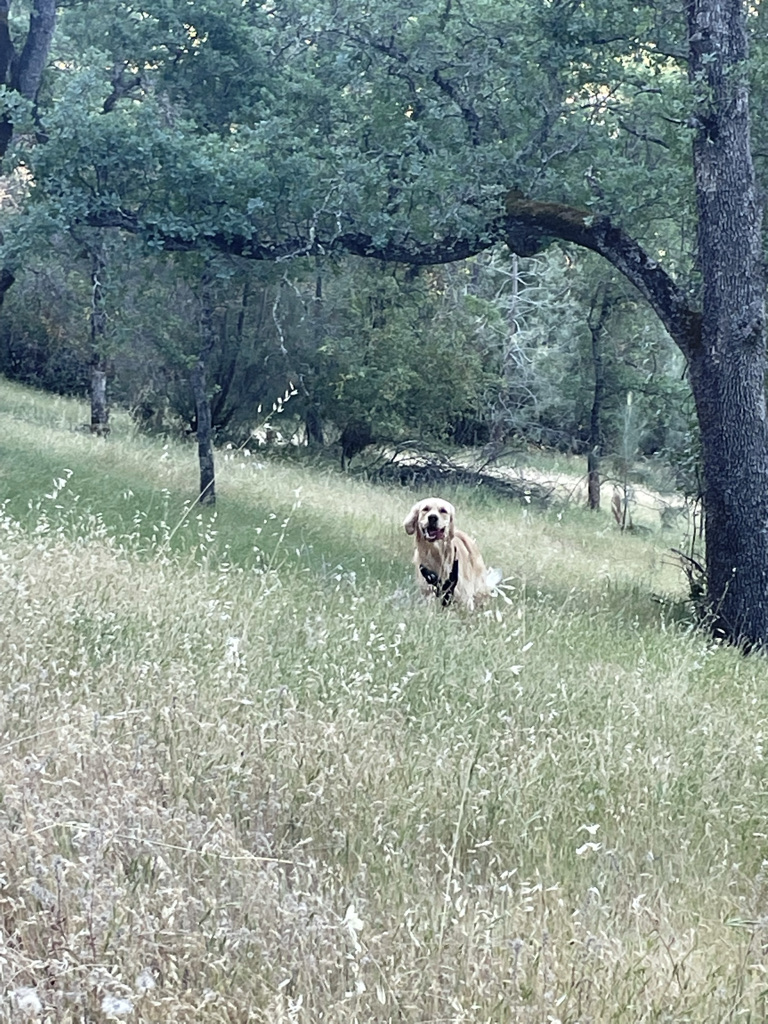 Trailhead to Browns Ravine | 1992 Vista Mar Dr, El Dorado Hills, CA 95762, USA | Phone: (800) 777-0369