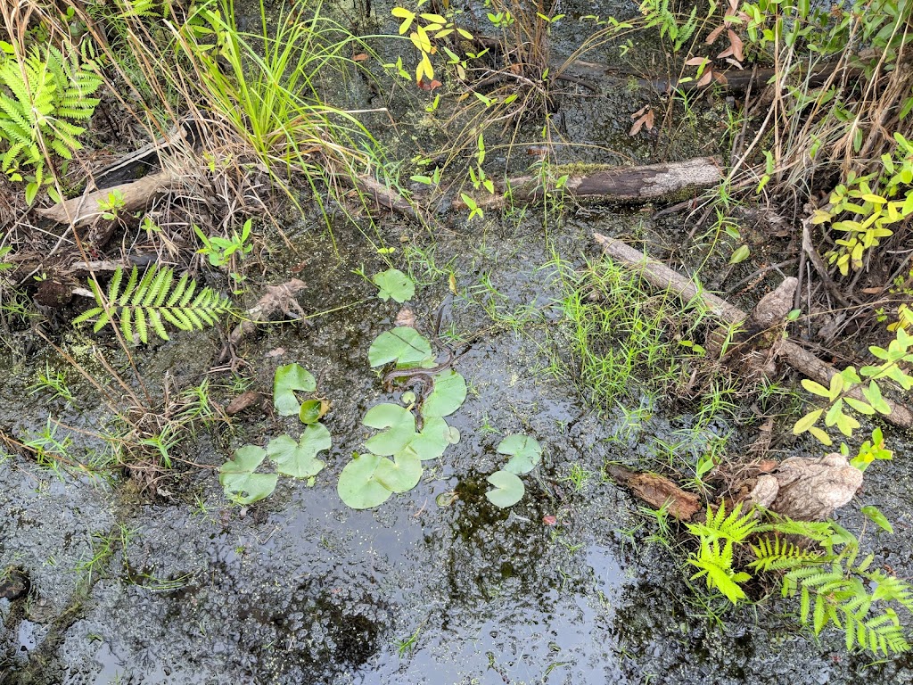 Chesser Island Boardwalk Trailhead | Folkston, GA 31537, USA | Phone: (912) 496-7836