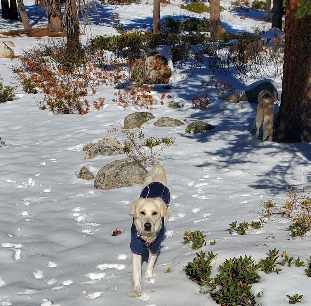 Lookout Campground | Dog Valley Rd, Reno, CA 89439, USA | Phone: (775) 882-2766