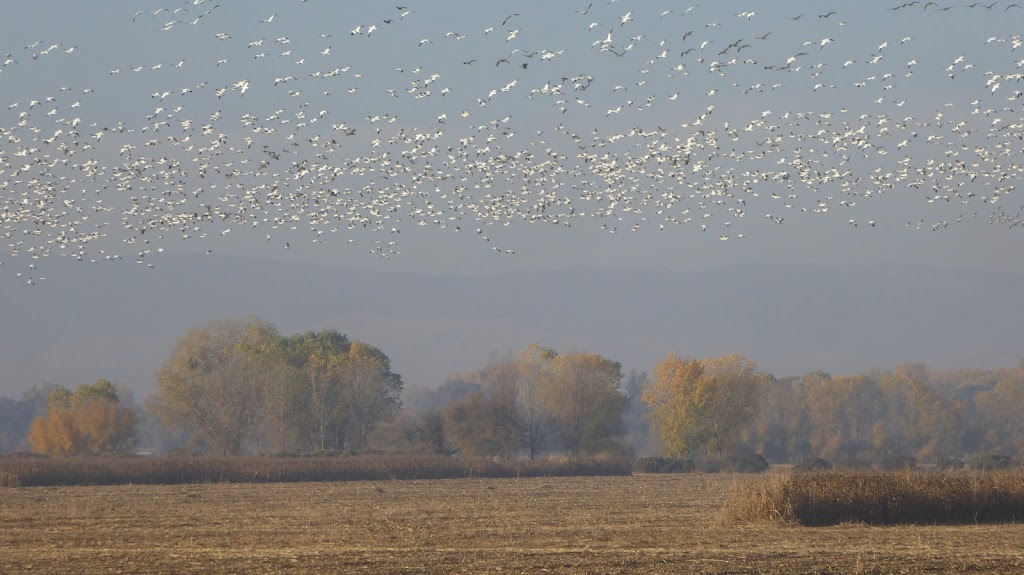 Beckwith Wildlife Observation Area | Beckwith Rd, Modesto, CA 95358, USA | Phone: (209) 826-3508