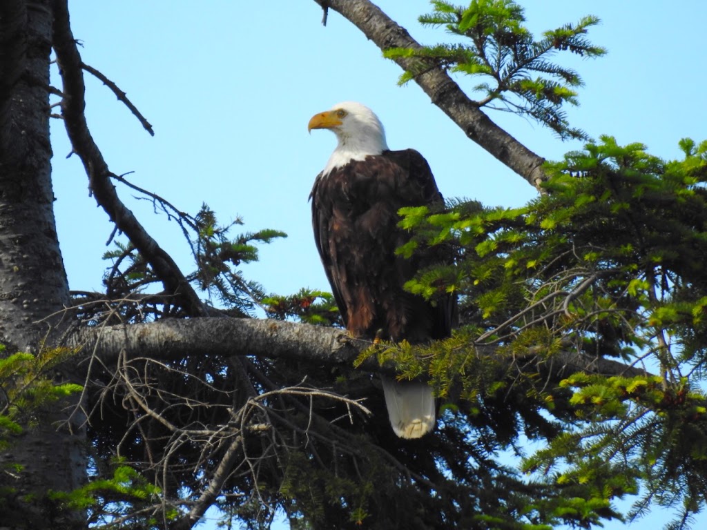 Port Ludlow Vacation Rentals | 70 Montgomery Ct, Port Ludlow, WA 98365, USA | Phone: (206) 499-1504