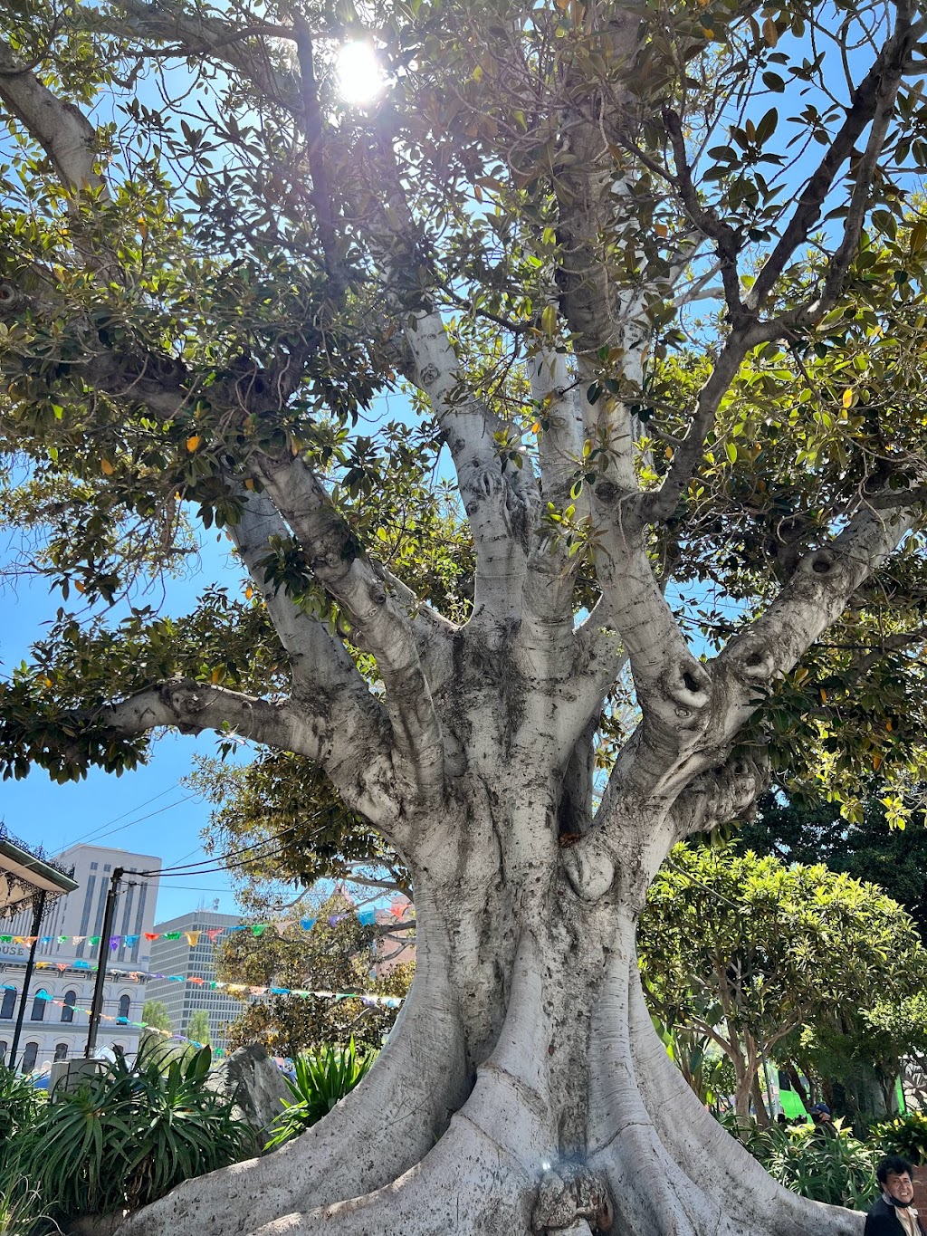 Los Angeles Plaza Park | 125 Paseo De La Plaza, Los Angeles, CA 90012, USA | Phone: (213) 485-5572