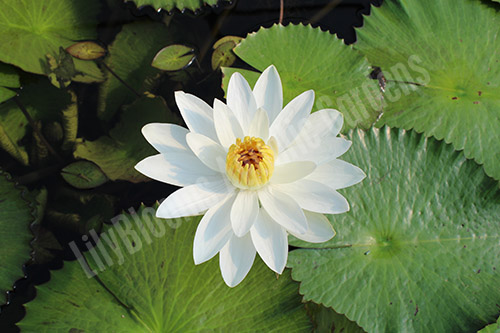 Lilyblooms Aquatic Gardens | 2447 State St NE, Canton, OH 44721, USA | Phone: (330) 499-6898