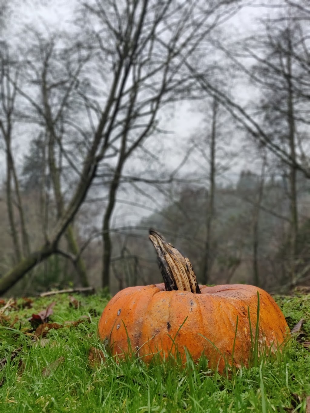 Spring Beach County Park | Vashon, WA 98070, USA | Phone: (206) 463-9602