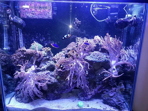 Mikes Aquarium Maintenance | 8000 Sparkling Creek Ave, Las Vegas, NV 89143, USA | Phone: (702) 353-5264