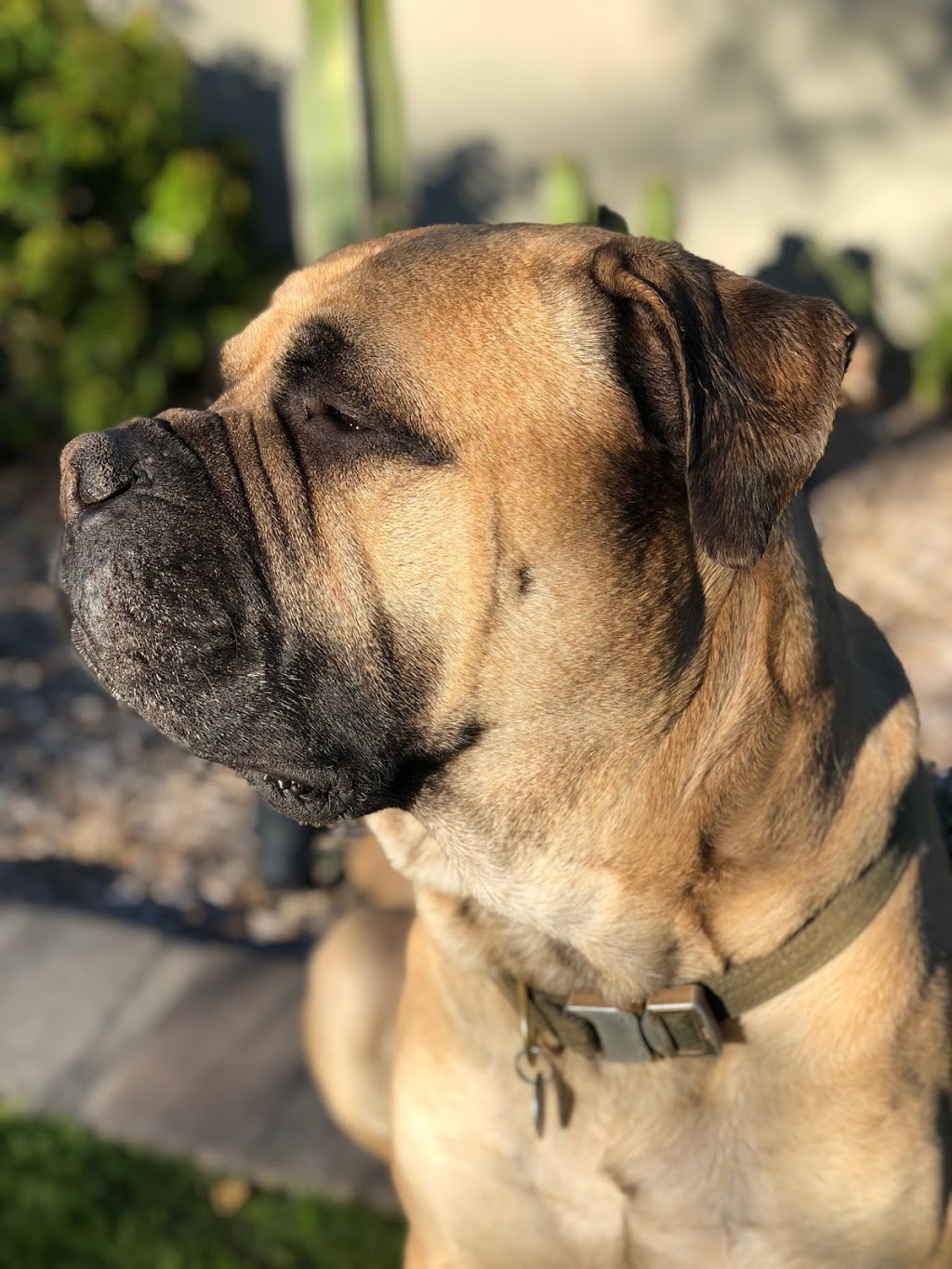 Phoenix Veterinary Referral & Emergency Center | 4015 E Cactus Rd, Phoenix, AZ 85032, USA | Phone: (602) 765-3700