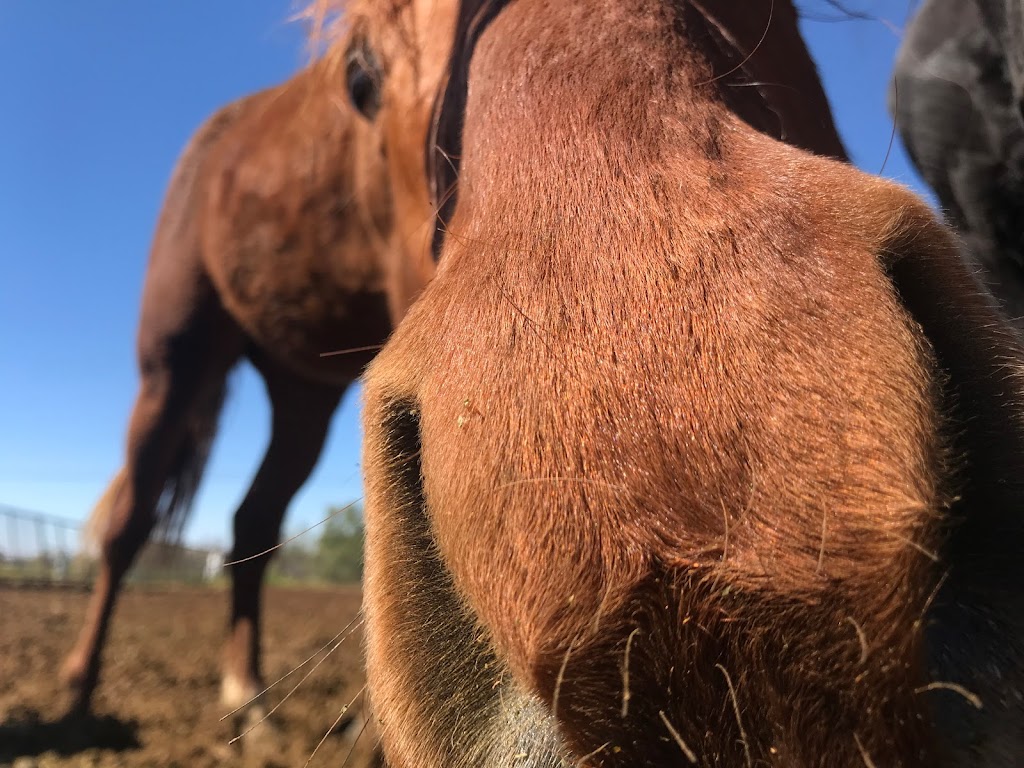 Trailhead Ranch | 35013 N 49th St, Cave Creek, AZ 85331, USA | Phone: (480) 488-2251