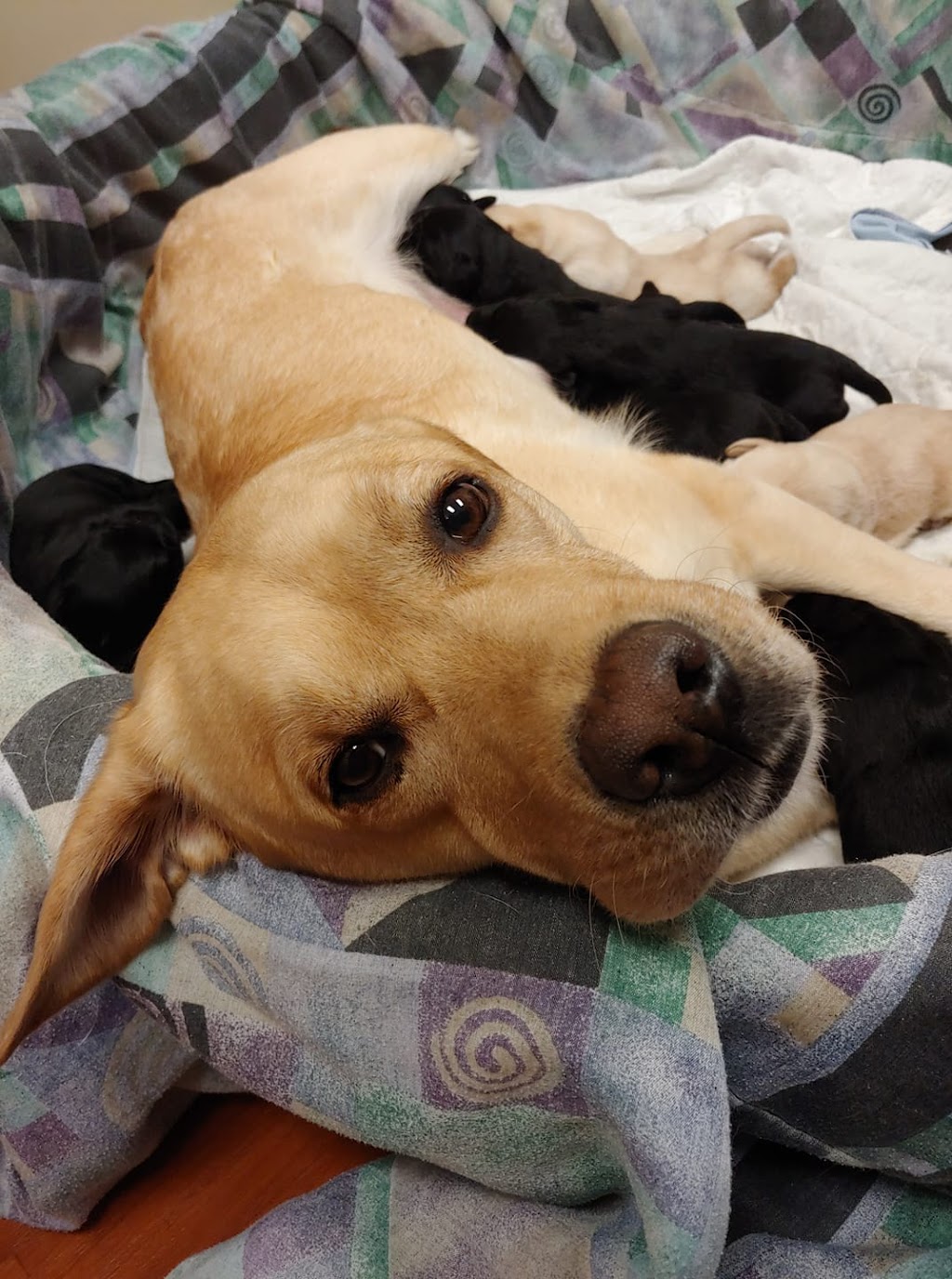 Akron Animal Hospital | 12638 Main St, Akron, NY 14001, USA | Phone: (716) 542-2208