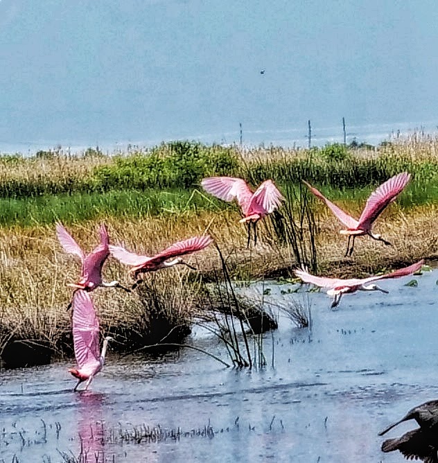 Grasshopper Airboat Eco-Tours | 8190 W King St, Cocoa, FL 32926, USA | Phone: (321) 631-2990