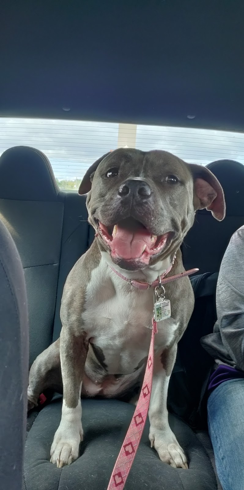 Lake Panasoffkee Animal Clinic | 1310 N County Rd 470, Lake Panasoffkee, FL 33538, USA | Phone: (352) 569-4018