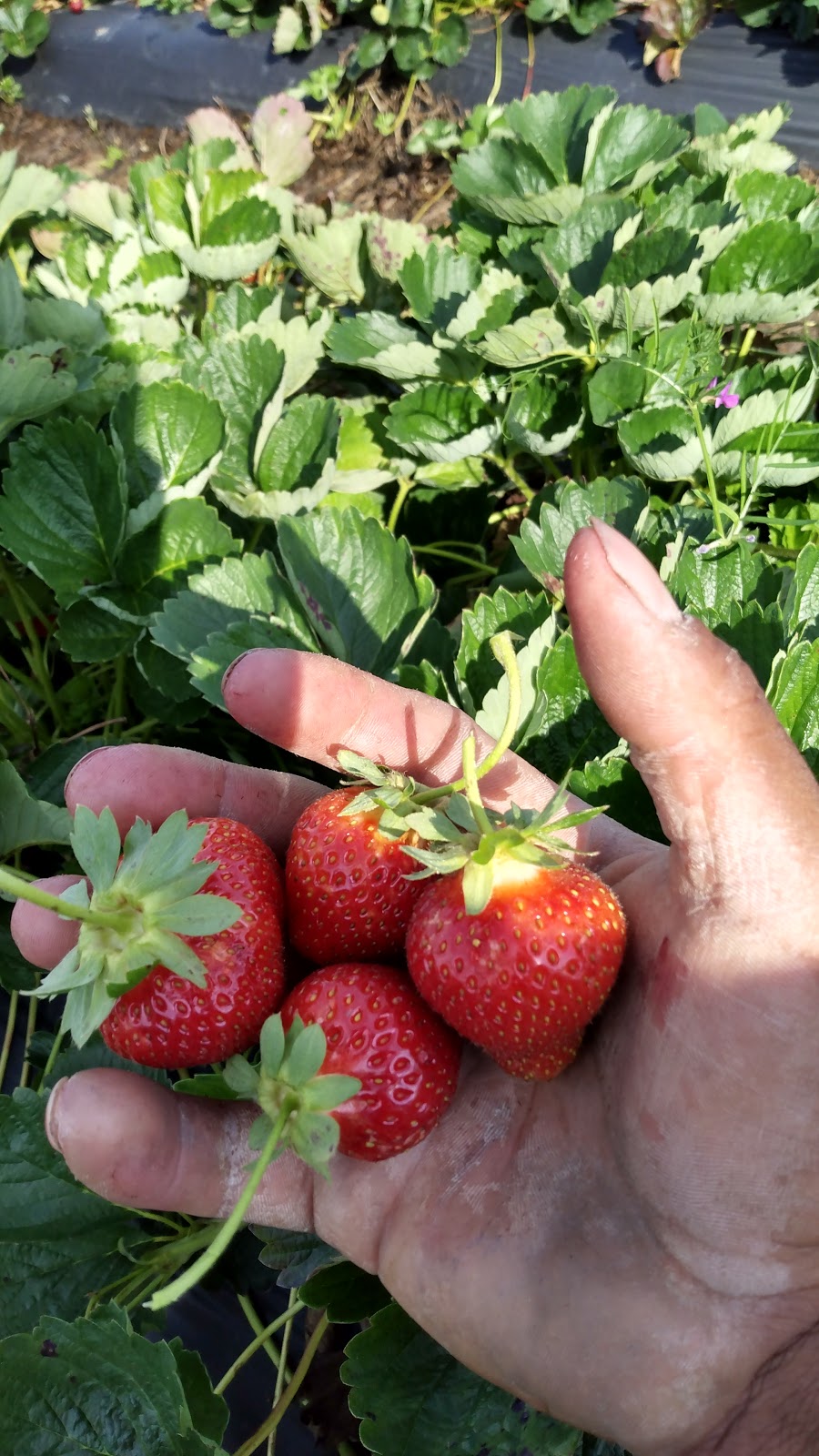 White Hill Farms Strawberries & Produce | 5020 S Plank Rd, Cameron, NC 28326, USA | Phone: (910) 783-8552