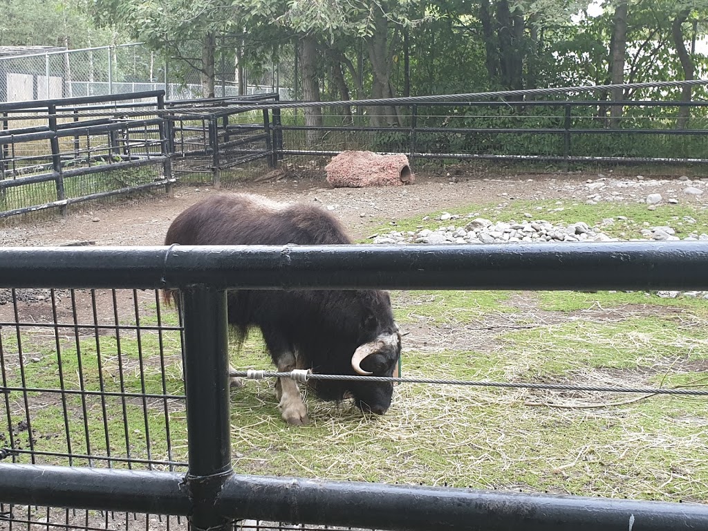 Musk Ox Exhibit | 4731 OMalley Rd, Anchorage, AK 99507, USA | Phone: (907) 346-2133