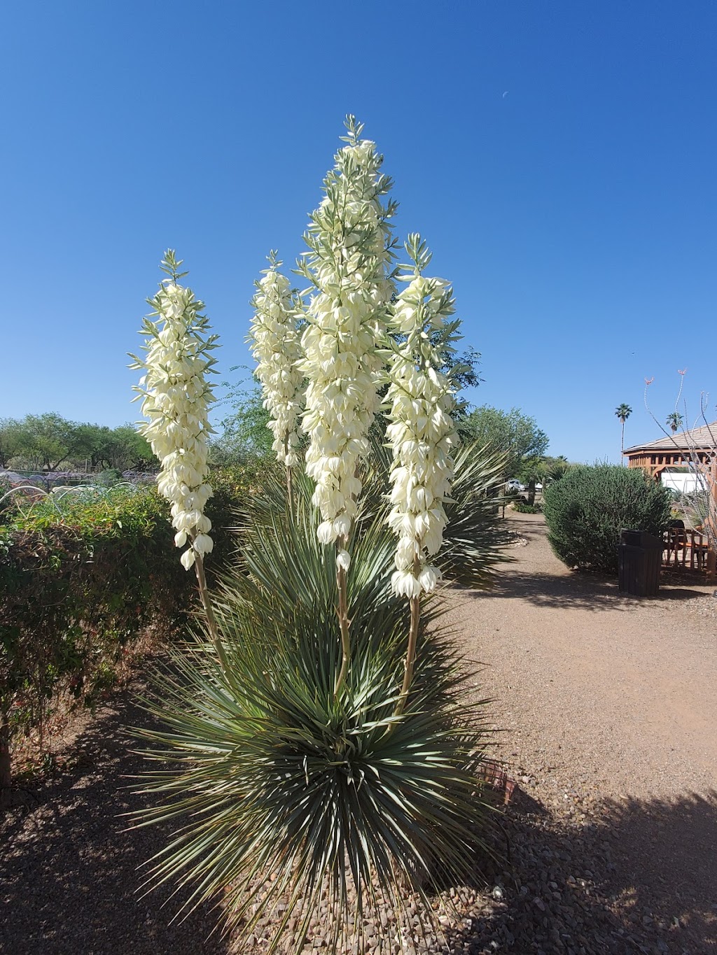 Desert Meadows Park | 999 S La Huerta, Green Valley, AZ 85614, USA | Phone: (520) 343-9690