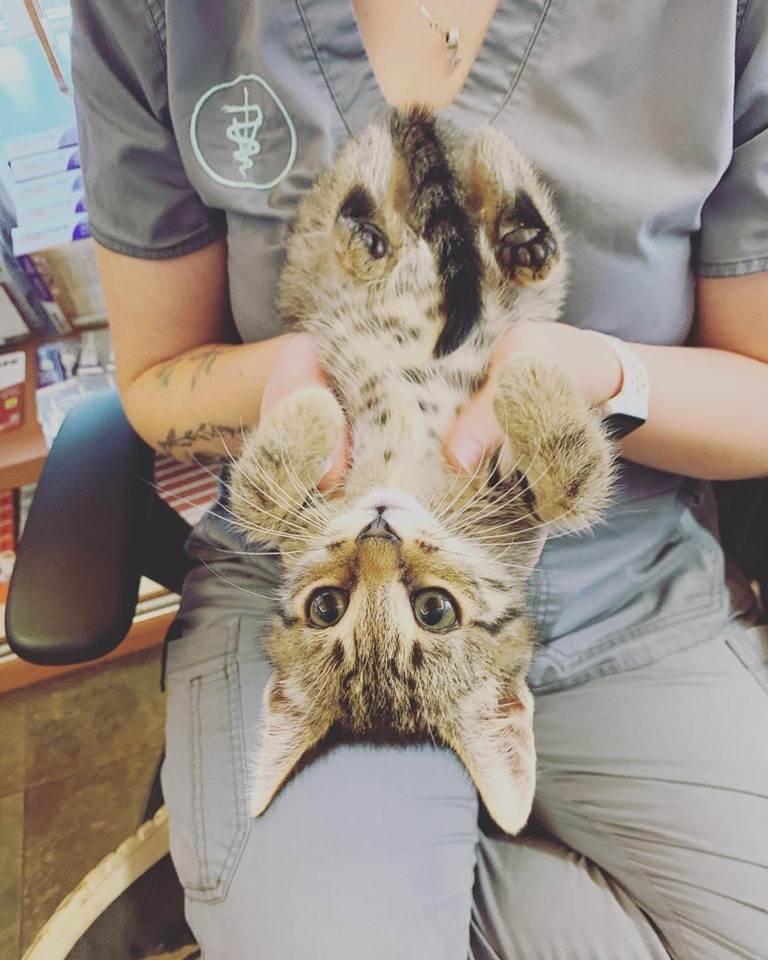 Town & Country Veterinary Hospital | 2010 N Salem St, Apex, NC 27523, USA | Phone: (919) 363-6363