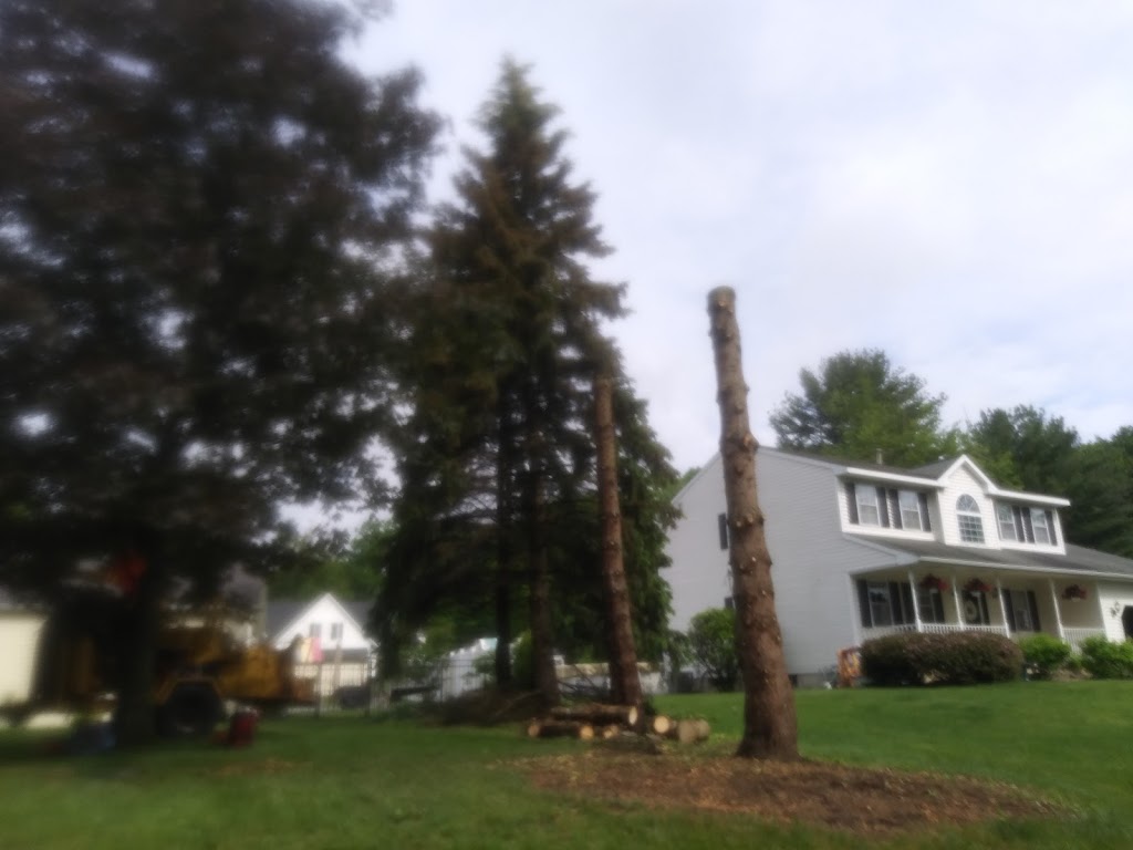 Best Tree Service | 781 Watervliet Shaker Rd, Latham, NY 12110, USA | Phone: (518) 374-5940