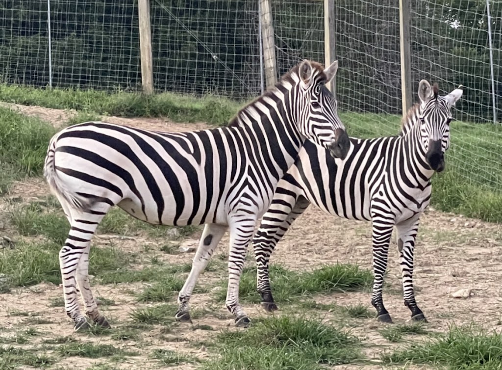 Little crooked creek safari | 1430 Little Crooked Creek Rd, Lawrenceburg, KY 40342, USA | Phone: (502) 445-6501